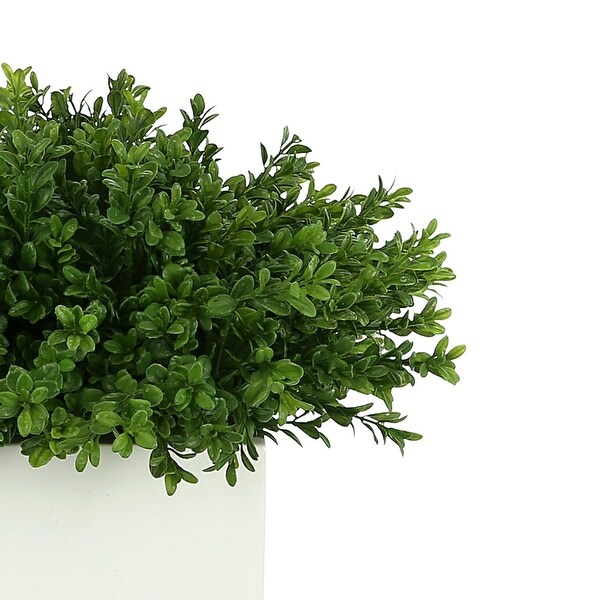 UV Rated Outdoor Boxwood in a Square Fiberstone Pot