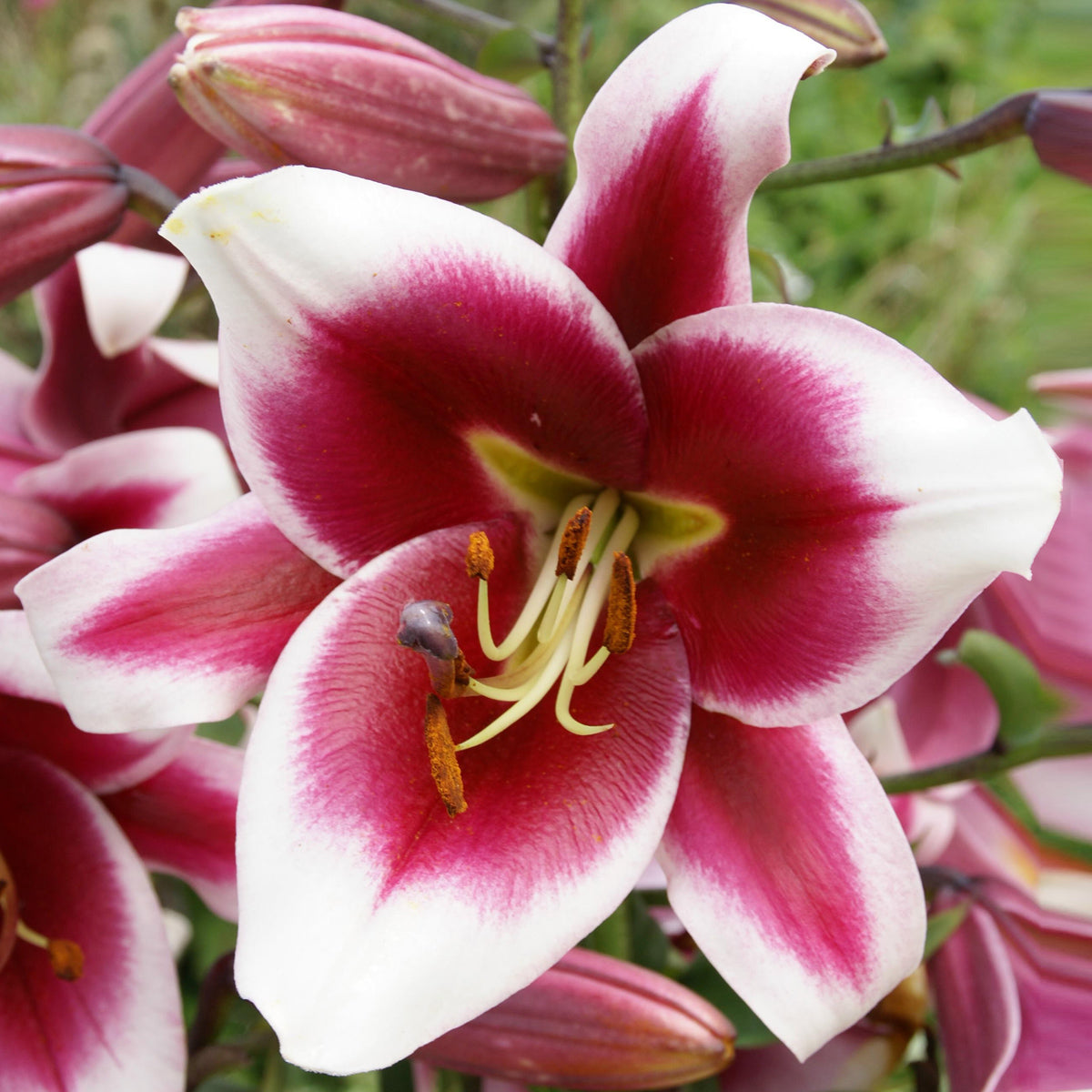 Van Zyverden Lilies Friso Set of 7 Bulbs Multi-Color Part Sun