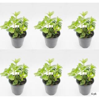 BELL NURSERY 4 in. Pachysandra Live Perennial Groundcover Plant (6-Pack) PACHY4GRE6PK