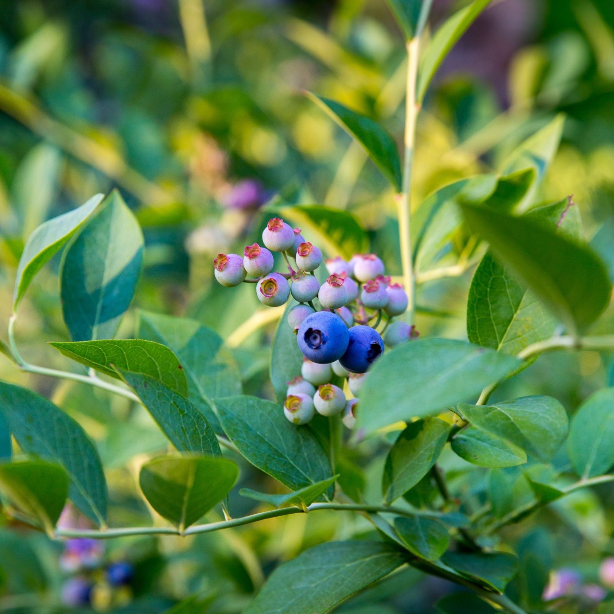 Southern Living Blueberry Bless Your Heart Live Shrubs (2 Gallon)