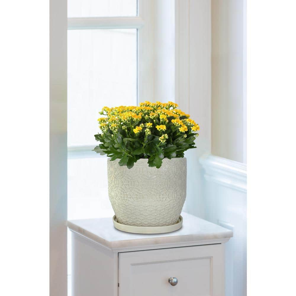 Trendspot 12 in. Dia Ivory Rivage Ceramic Planter CR10853-12B