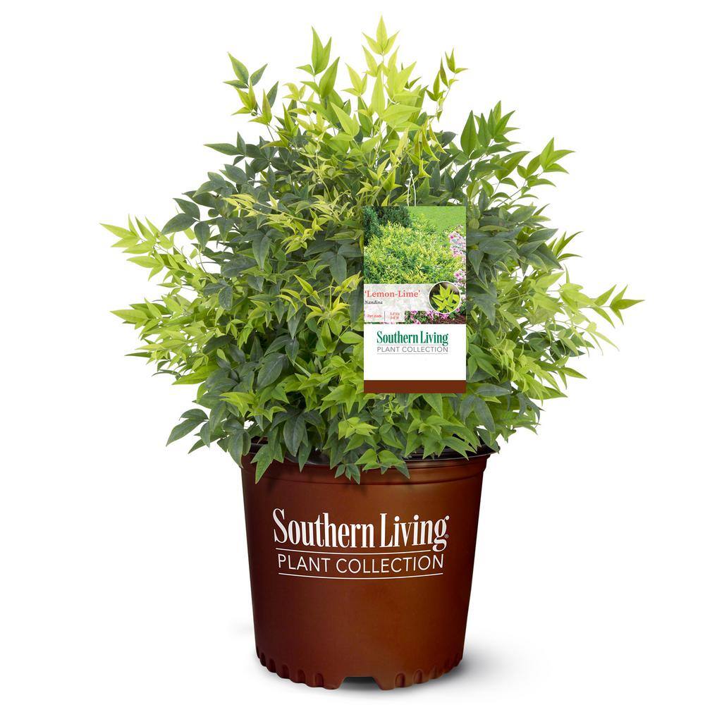 Southern Living 2 Gal. Lemon Lime Nandina Shrub with Lime Green Foliage 14409