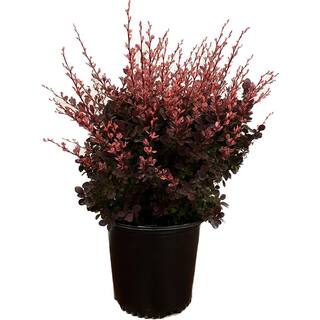 2.25 Gal. - Rose Glow Barberry Live Shrub with Deep Red Purple Folliage and Pink Marbling 1000043262