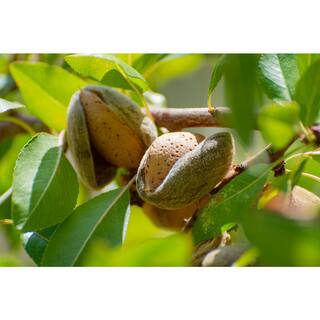 Online Orchards 3 ft. Texas Mission Almond Tree NTAL004