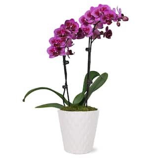 Just Add Ice Orchid (Phalaenopsis) Petite Purple Plant in 3 in. White Ceramic Pottery J5005