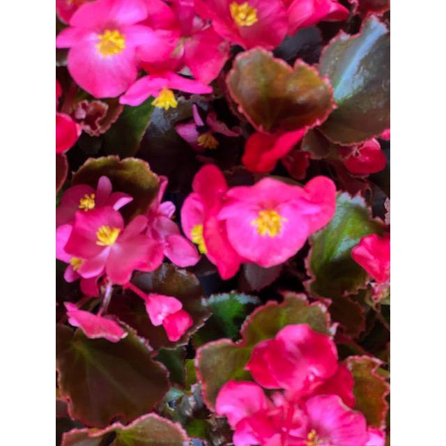 Pure Beauty Farms 1.38 Pt. Begonia Bronze Leaf Pink Flower in 4.5 in. Grower's Pot (4-Plants) DC45BEGBRP4