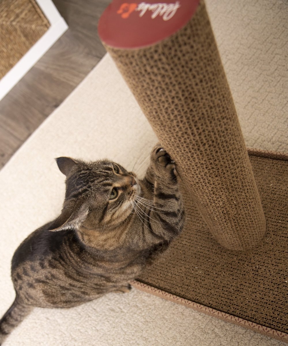 Petlinks Scratcher's Choice Pillar Tower Cat Scratcher Toy with Catnip