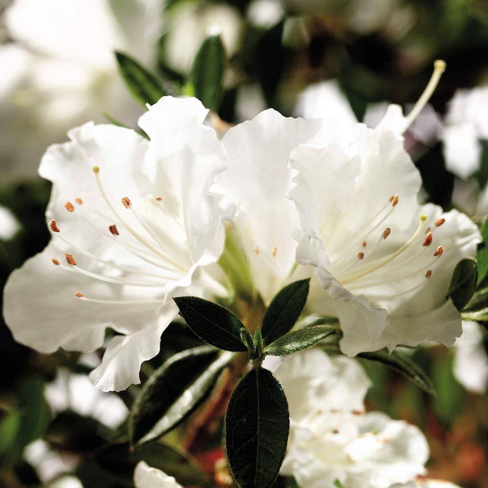 ENCORE AZALEA 3 Gal. Autumn Angel Shrub with Clear White Reblooming Flowers 80633