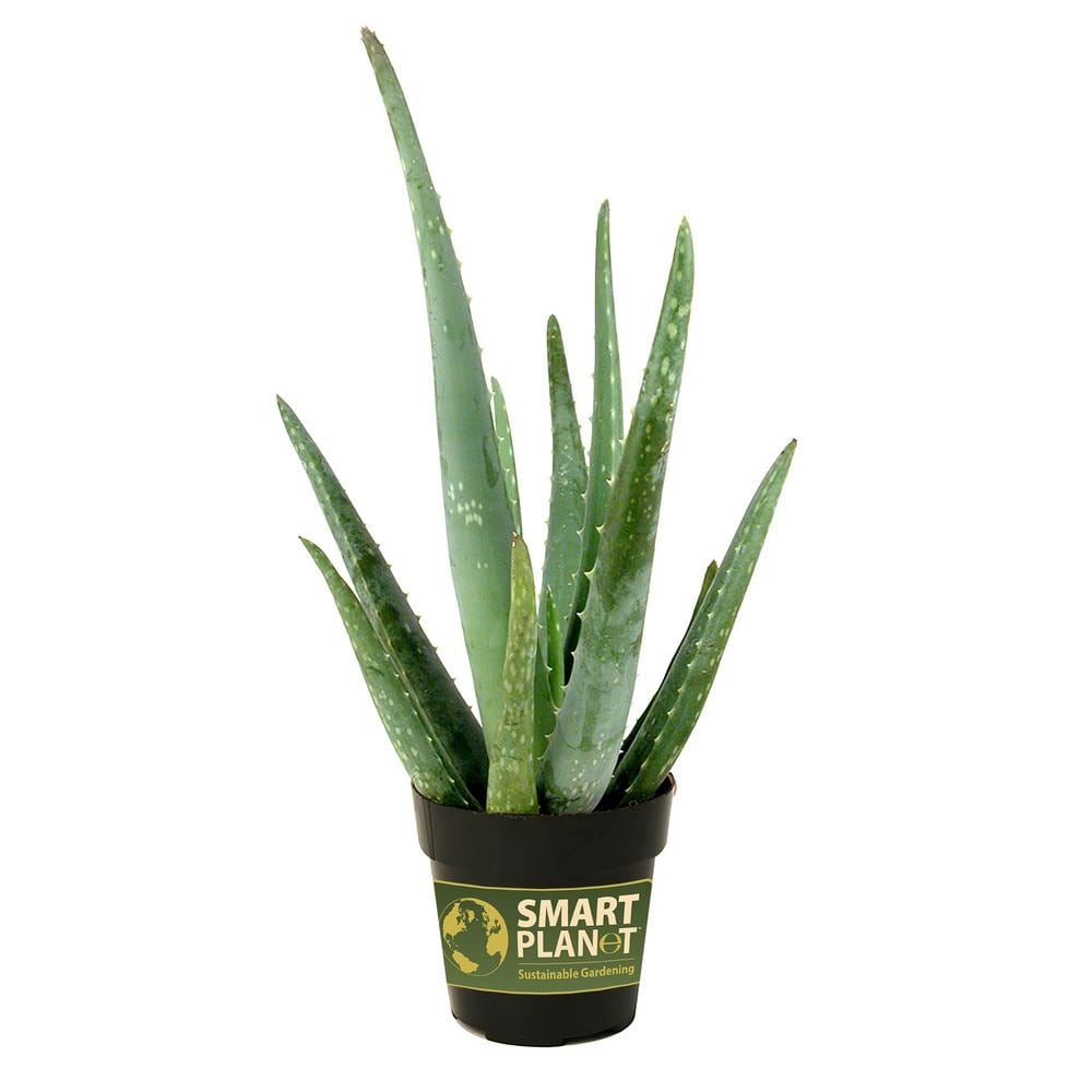 SMART PLANET 3.5 in. Aloe Vera Plant (3-Pack) 0881031