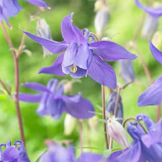 VAN ZYVERDEN Aquilegia Columbine Purple Alpina (Set of 5 Roots) 83367