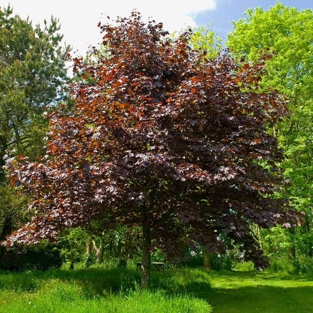 Crimson King Maple Tree