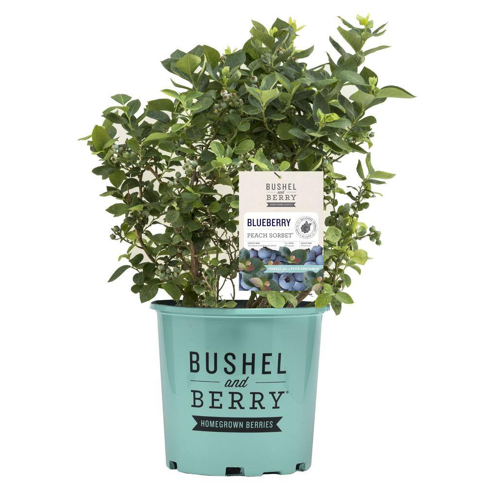 BUSHEL AND BERRY 2 Gal. Bushel and Berry Peach Sorbet Blueberry Live Plant 19572