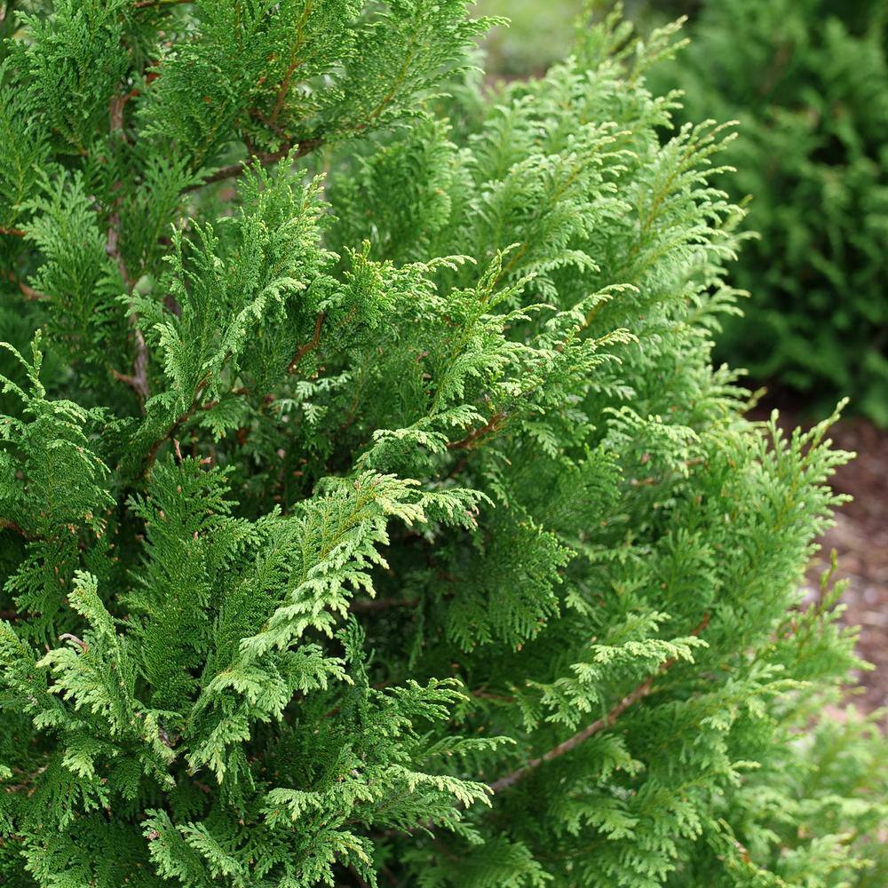 PROVEN WINNERS 2 Gal. Cedar Rapids Cypress Shrub 18320