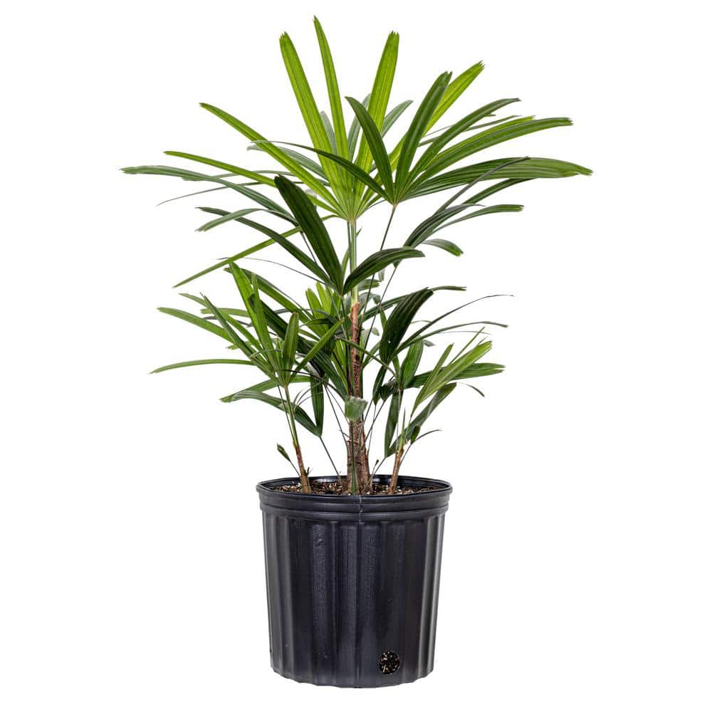 United Nursery Live Broadleaf Lady Palm Rhapis Excelsa in 10 in. Grower Pot LADYPLM10GP