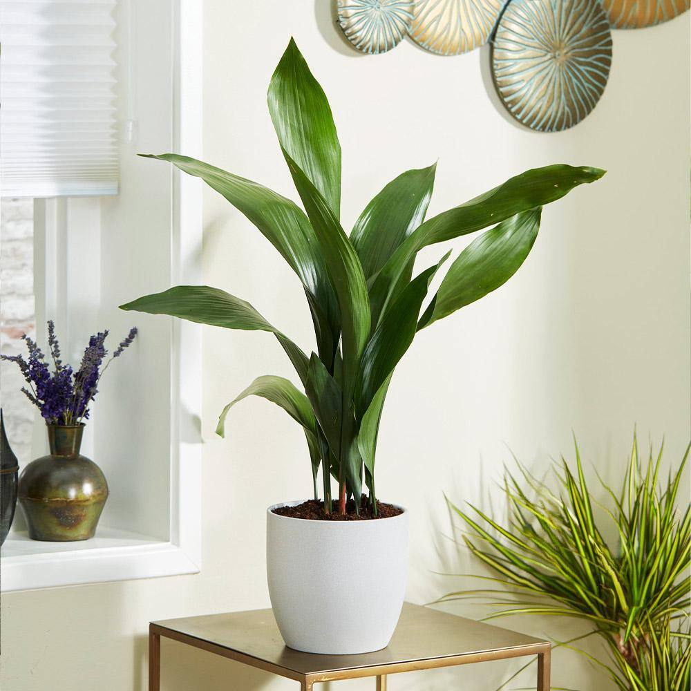 Brighter Blooms 3 Gal. Cast Iron Plant Aspidistra Elatior Plant in Black Pot CAS-PLA3