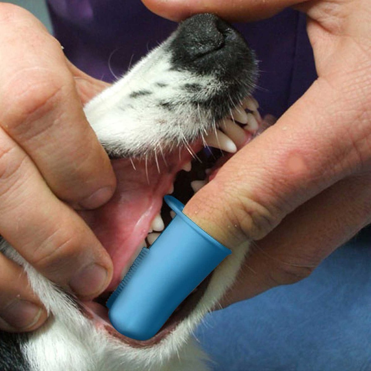 Pet Republique Dog and Cat Finger Toothbrush