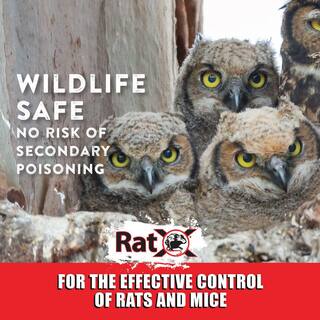 ECOCLEAR PRODUCTS RatX 1 lb. Rodent Control 100516268