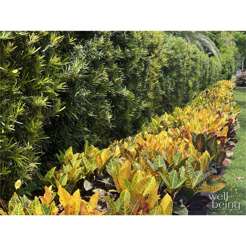 NATURE'S?WAY FARMS Podocarpus Live Outdoor Plant in Growers Pot Avg Shipping Height 2 ft. to 3 ft. Tall 5800