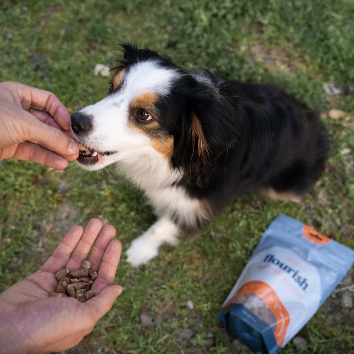 Flourish Beef Freeze-Dried Training Treats