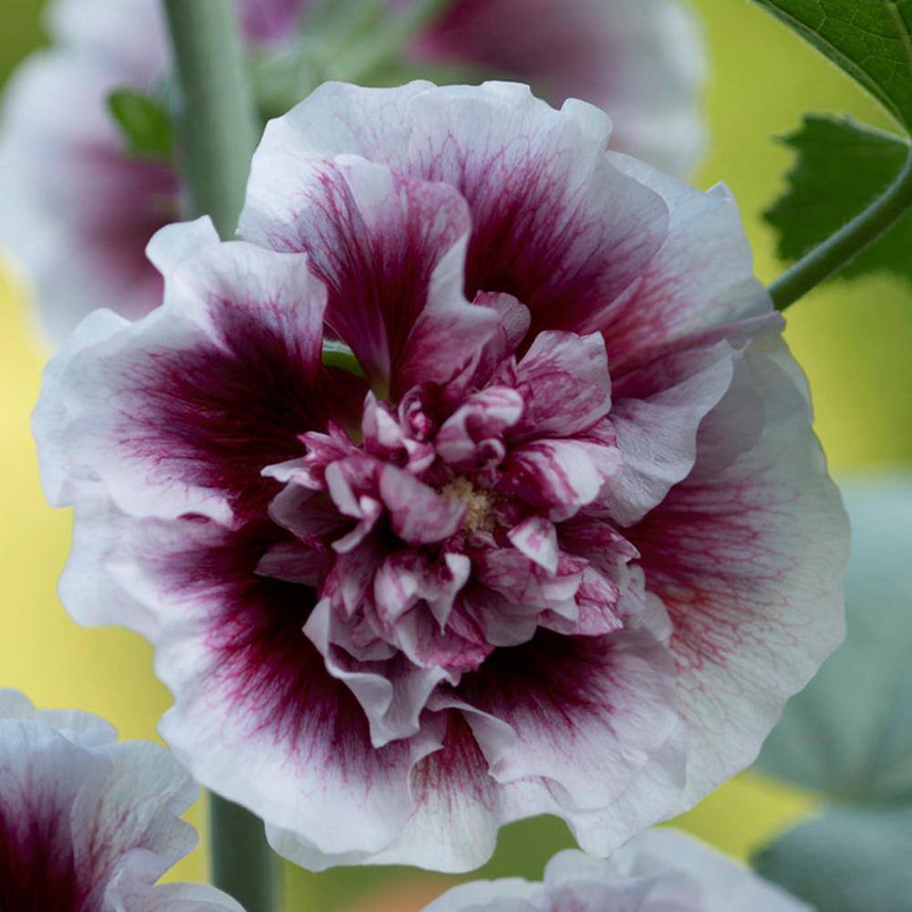 VAN ZYVERDEN Hollyhocks Creme de Cassis Roots (5-Pack) 11340