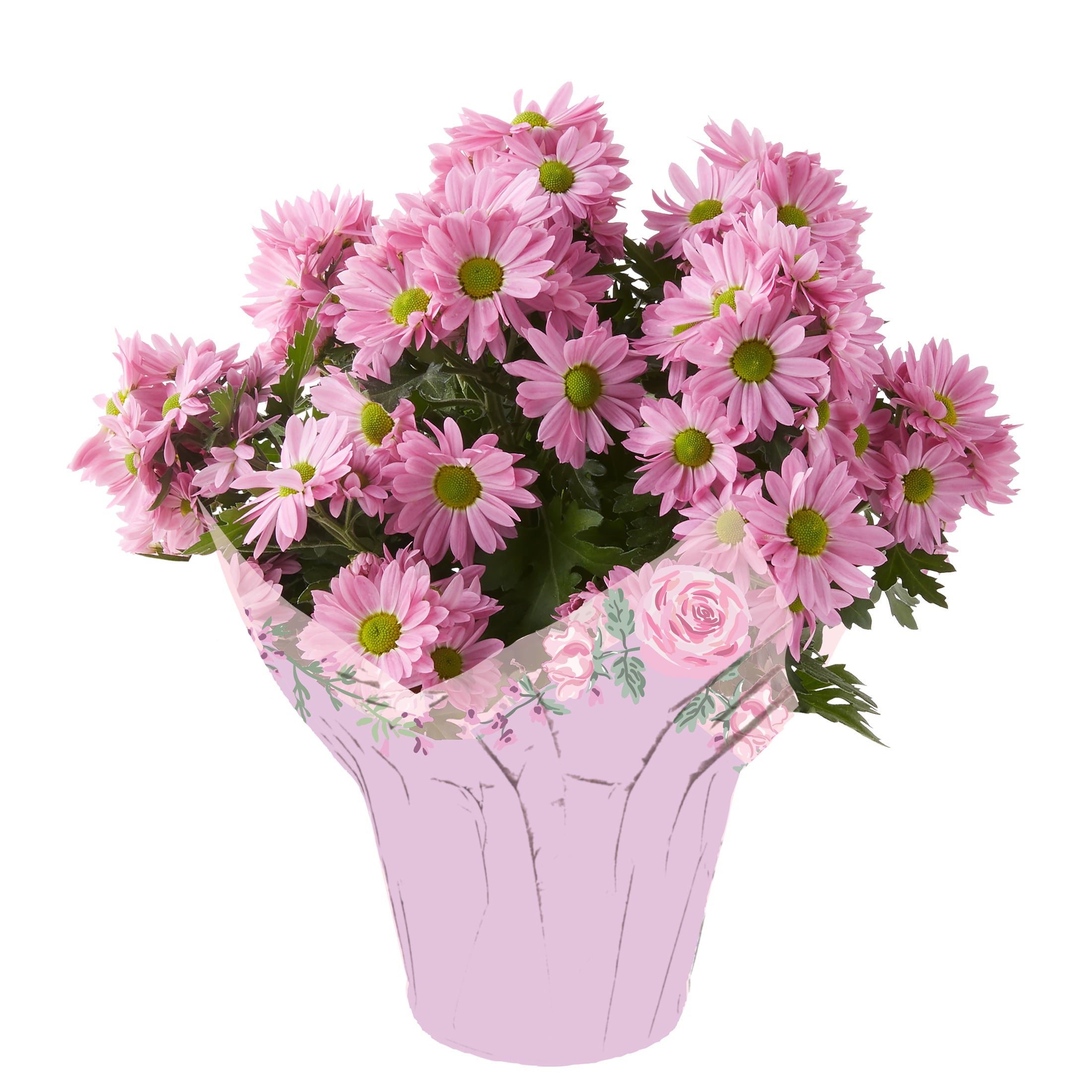 Better Homes and Gardens 5-Inch Assorted Mother's Day Mum Live Plant with Decorative Pot