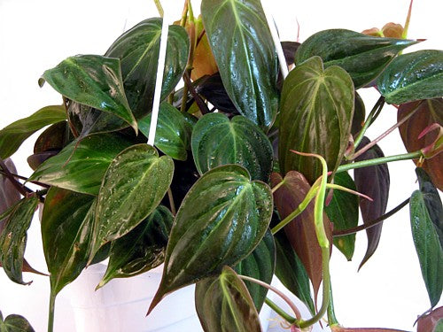 Rare Velvet Leaf Bronze Micans Vine - Philodendron - Easy to Grow - 4