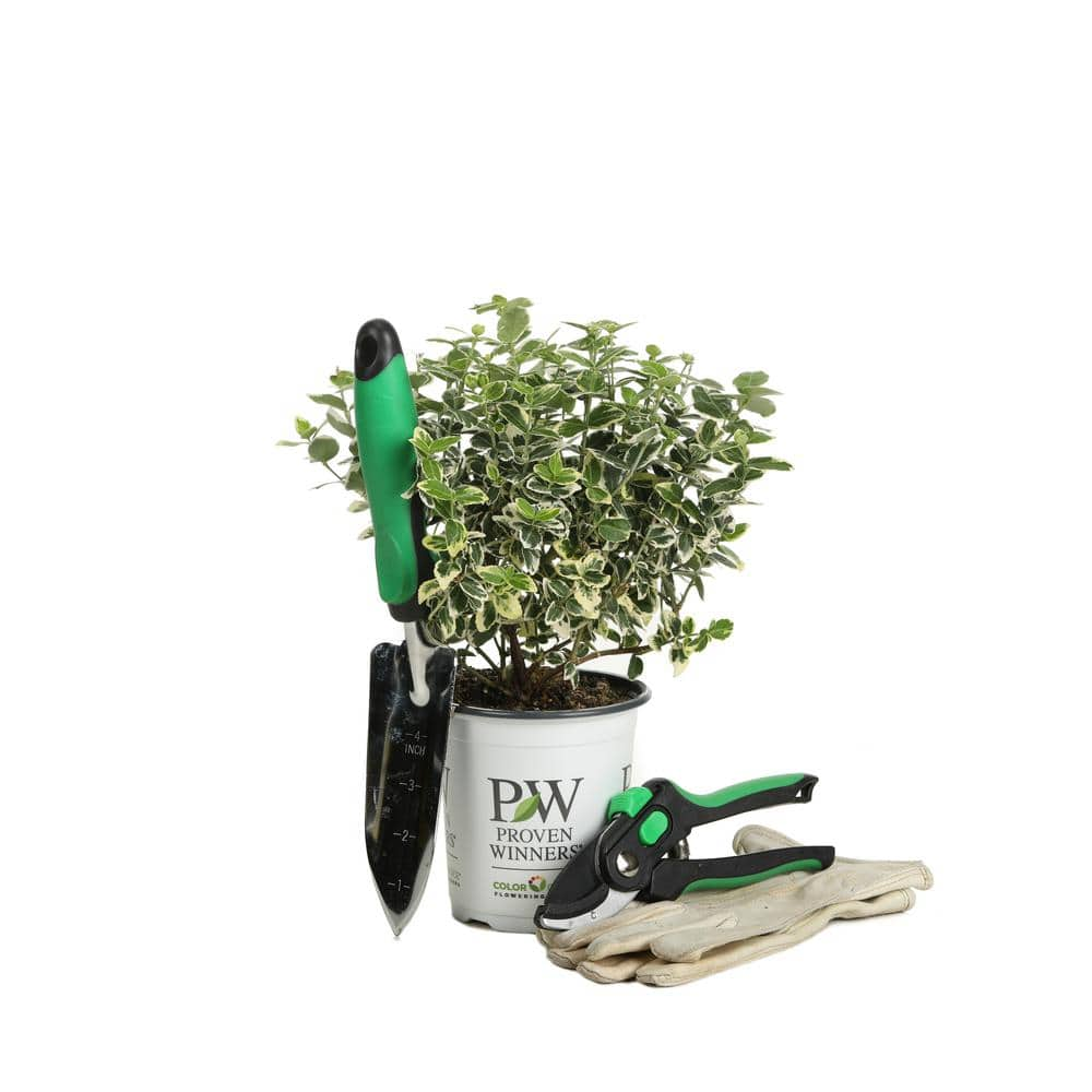 PROVEN WINNERS 4.5 in. qt. White Album Wintercreeper (Euonymus) Live Shrub Green and White Foliage EUOPRC1037800