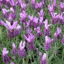 Lavandula Stoechas