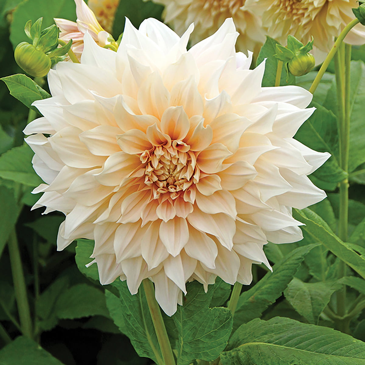 Cafe au Lait Dinner Plate Dahlia - 1 Top Size Root Clump