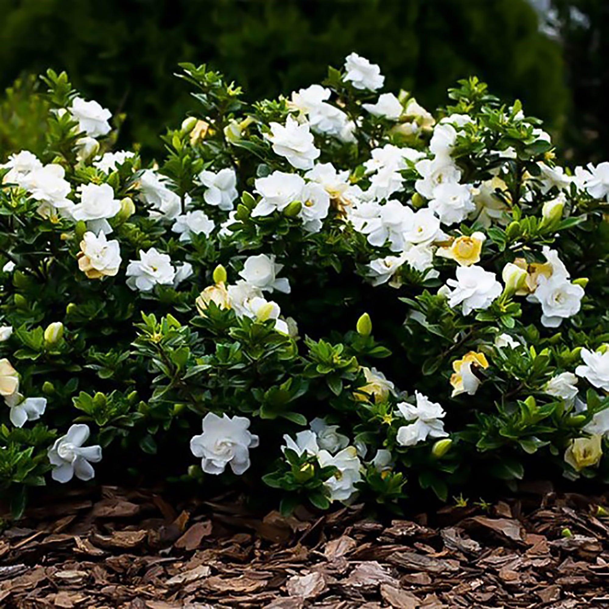 August Beauty Gardenia Live Shrub