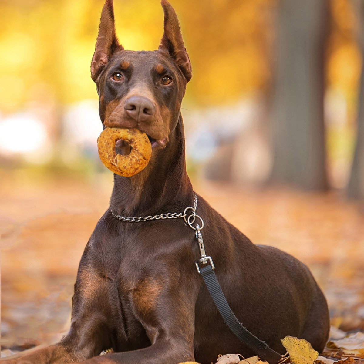 Fieldcrest Farms Nothin' To Hide Bagels Rawhide Alternative  Beef Flavor Natural Chew Dog Treat