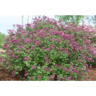 PROVEN WINNERS 1 Gal. Bloomerang Dark Purple Reblooming Lilac (Syringa) Live Shrub Purple Flowers SYRPRC1026101