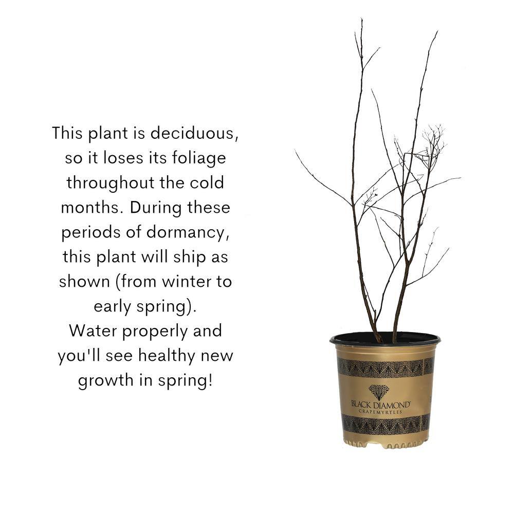 BLACK DIAMOND 2.25 Gal. Pure White Crape Myrtle Tree with Bright White Flowers 10880