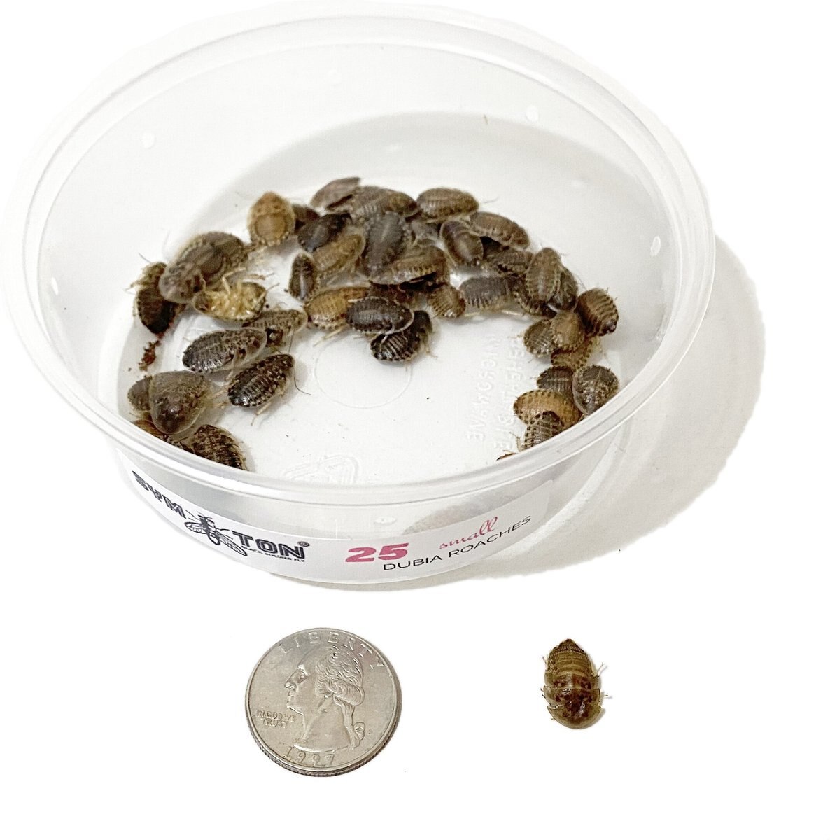 Symton Dubia Roaches Reptile Food， 50 count