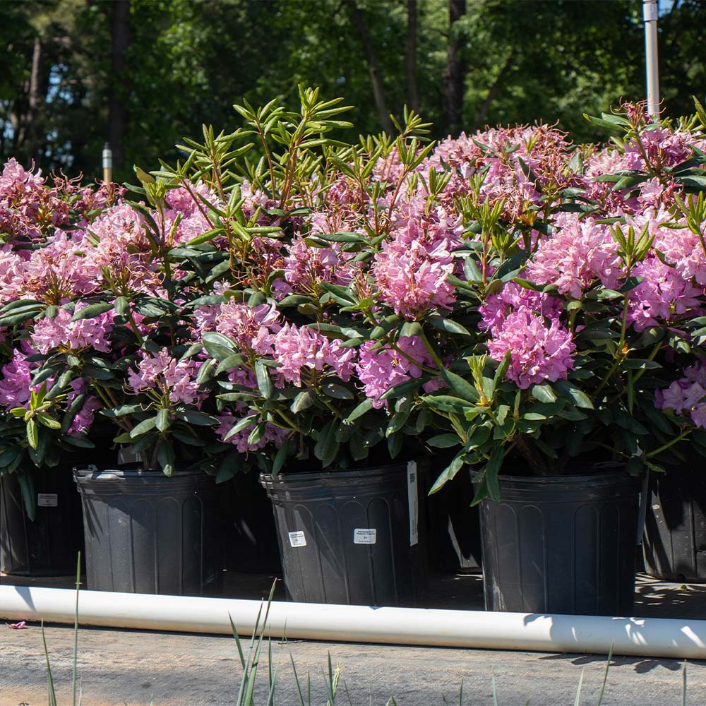 Lavender Rhododendron Shrub