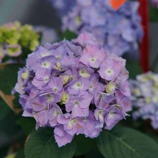 PROVEN WINNERS 1 Gal. Let's Dance Sky View Reblooming Hydrangea (Macrophylla) Live Plant Shrub Blue or Pink Flower HYDPRC2566101