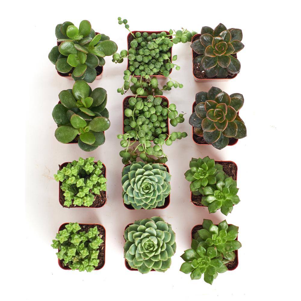 Shop Succulents 2 in. Green Succulent (Collection of 12) G12