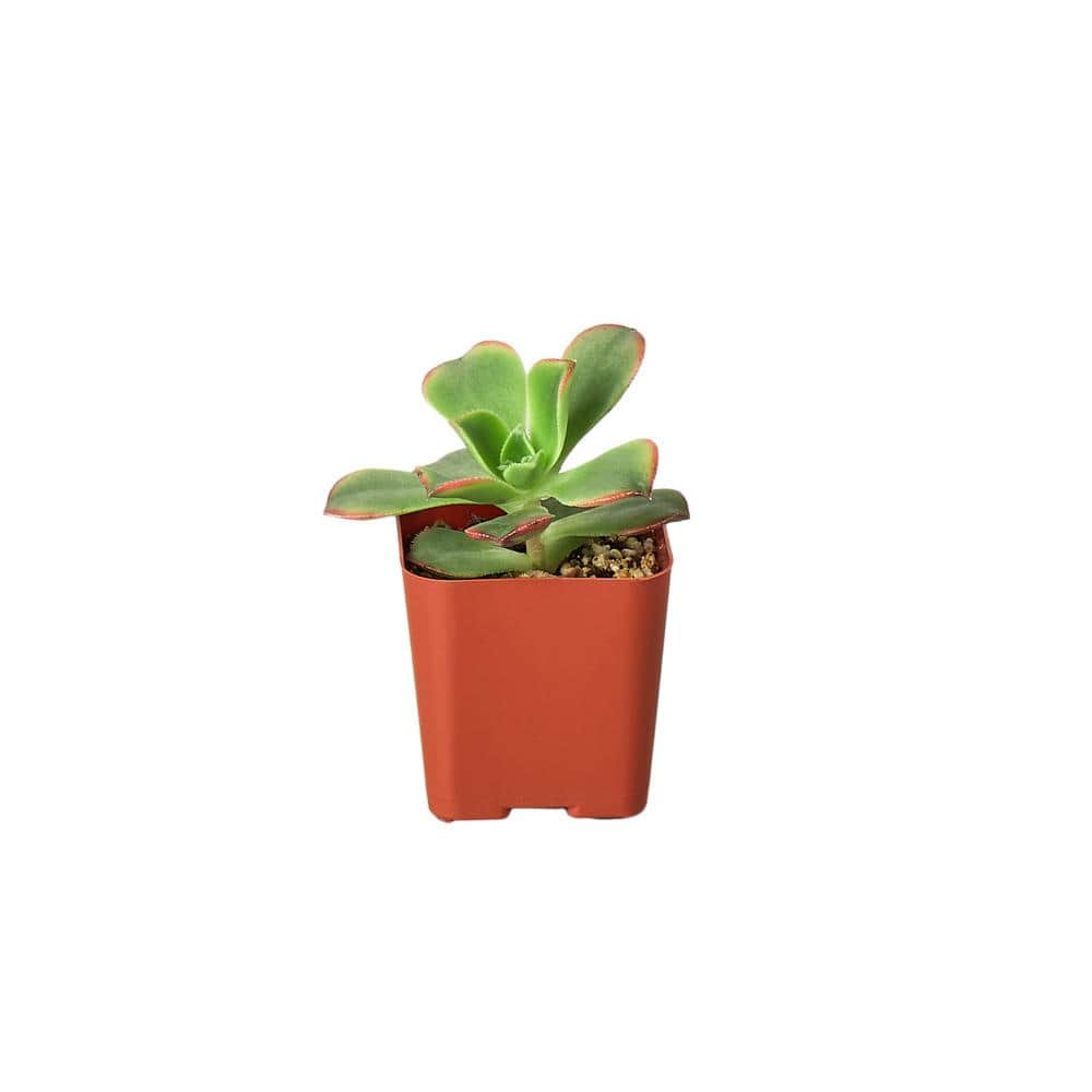 Succulent Variety Plant in 2 in. Grower Pot (2-Pack) 2_SUCC_VARIETY_2PK