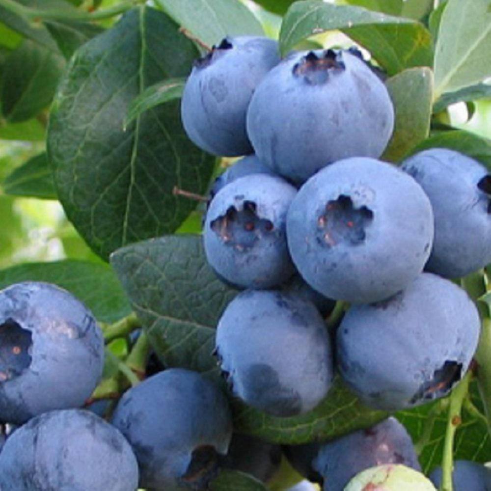 SOUTHERN LIVING 2 Gal. Bless Your Heart Blueberry (Rabbiteye) - Fruit-Bearing Shrub 56512