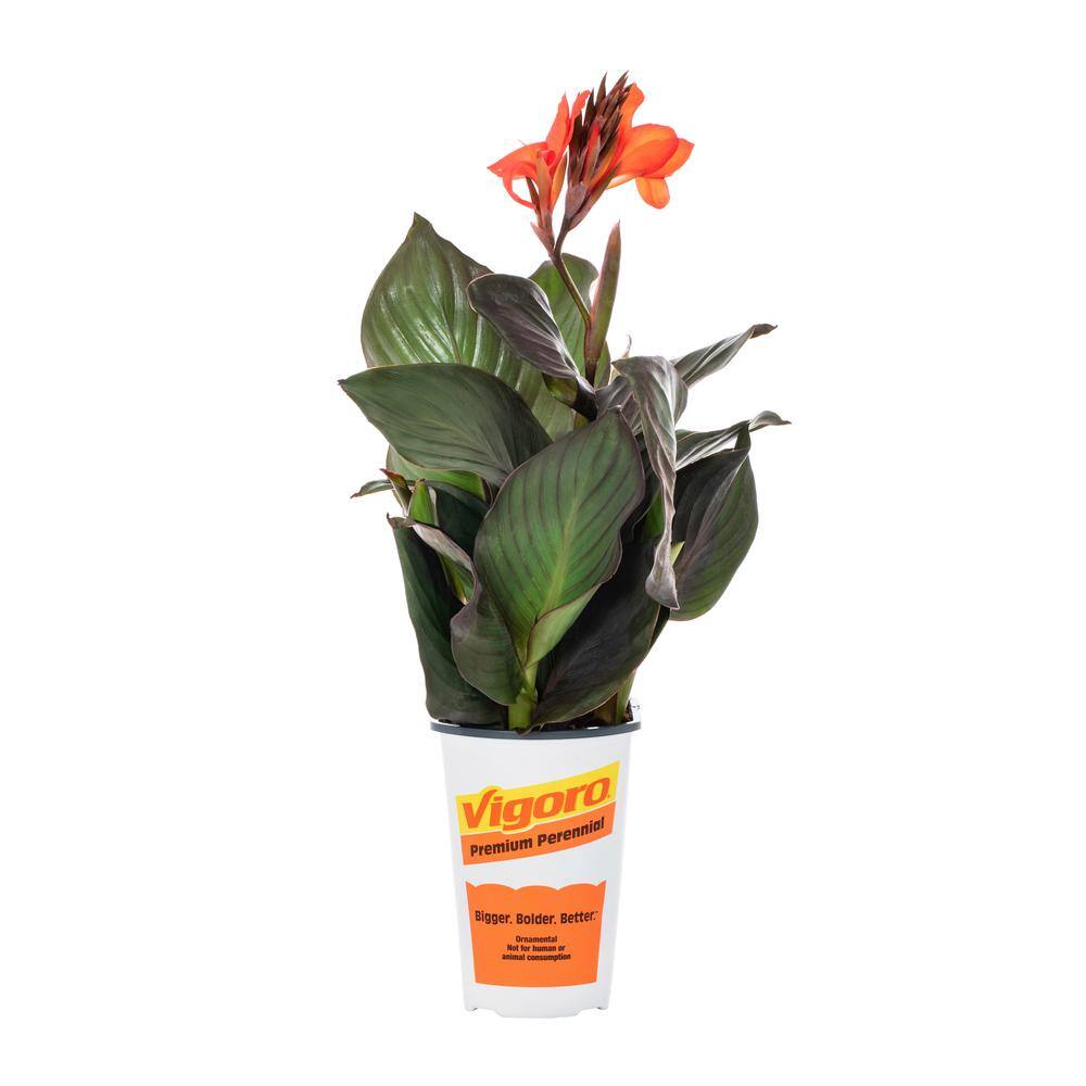 METROLINA GREENHOUSES 2.5 Qt. Cannova Bronze Orange Canna Lily Plant 81796