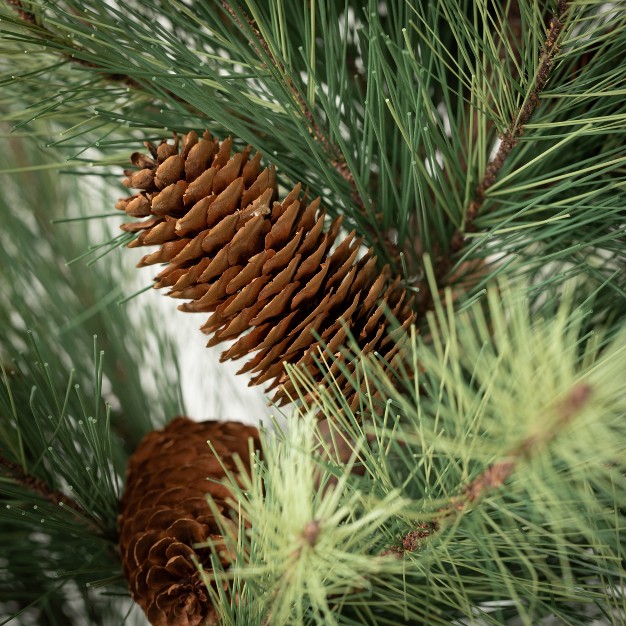 3' Sullivans Black Hills Pine Tree， Green