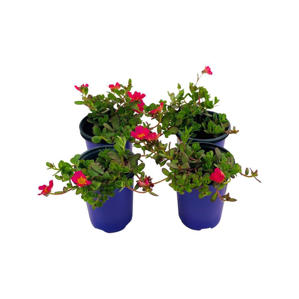 Pure Beauty Farms 1.38 Pt. Purslane Plant Hot Pink Flowers in 4.5 In. Grower's Pot (4-Plants) DC45PURSLPIN4