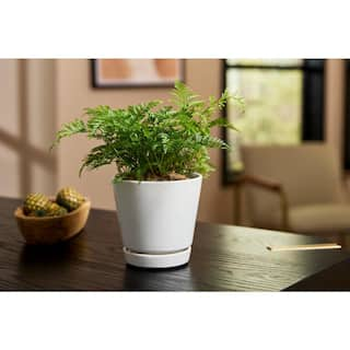 Vigoro 4.4 in. Piedmont Small White Ceramic Planter (4.4 in. D x 4.2 in. H) with Drainage Hole and Attached Saucer CR01721S-04W