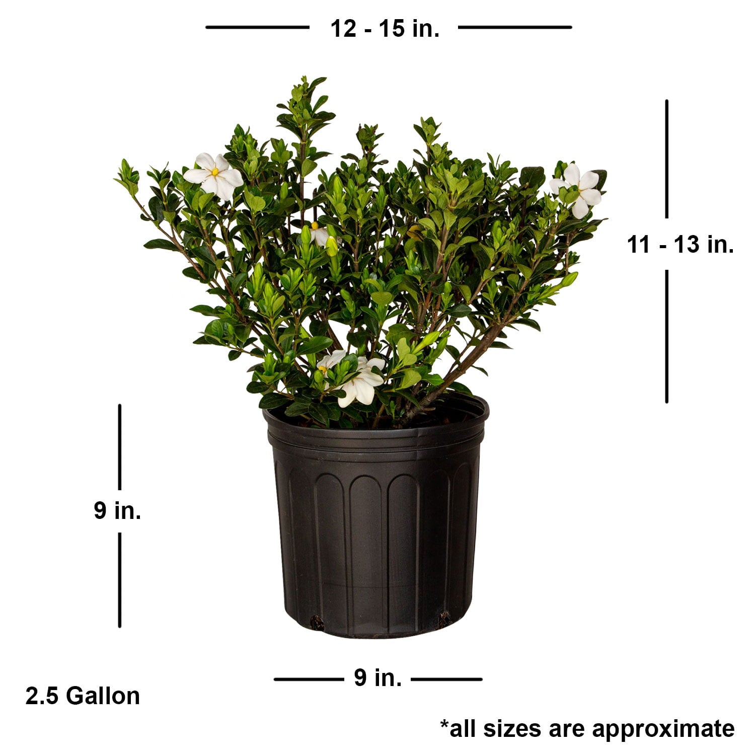 Hardy Daisy Gardenia (2.5 Gallon) Evergreen Shrub with White Fragrant Blooms - Full Sun Live Outdoor Plant