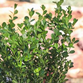 ALTMAN PLANTS 3G Japanese Boxwood Shrub (BUXUS JAPONICA) Single 0881412