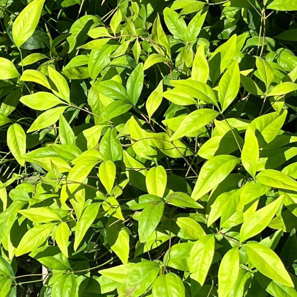 Alder  Oak #5 Container Fire Power Heavenly Bamboo Shrub (2-Pack) NAFI05
