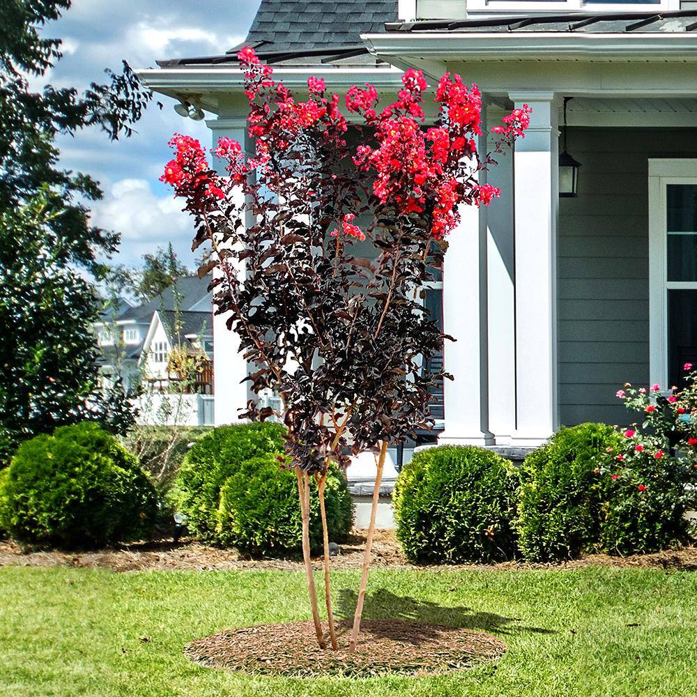 BLACK DIAMOND 1 Gal. Crimson Red Crape Myrtle Tree CRMBCR01G