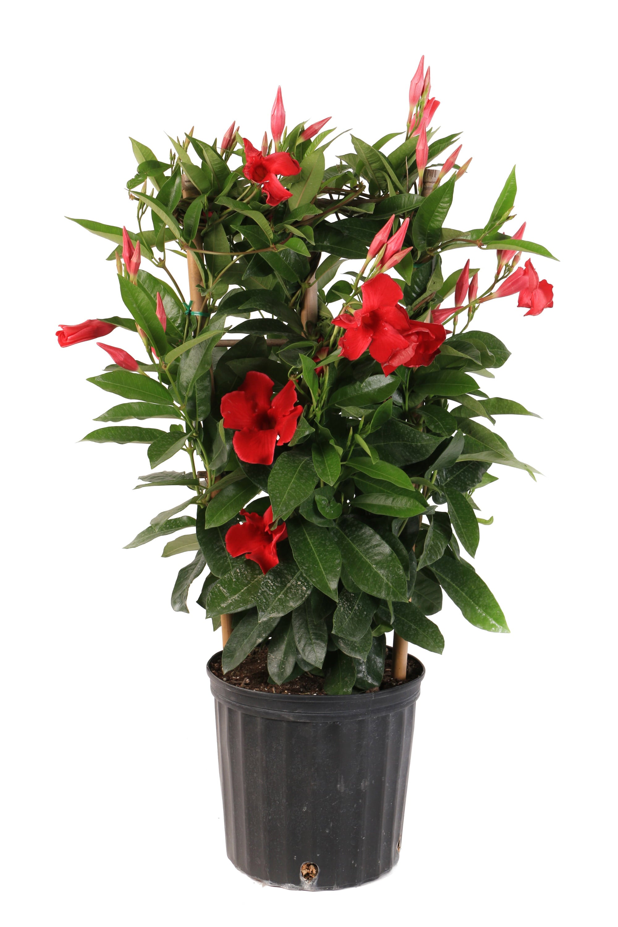 Costa Farms Island Blooms Live Outdoor 36in. Tall Assorted Mandevilla; Full Sun Outdoors Plant in 10in. Grower Pot