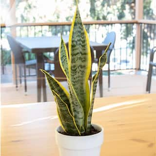 SMART PLANET Striped and Variegated Live Snake Plant (Sansevieria Laurentii) Air Purifying Houseplant in 4.25 in. Grower Pot 0880027