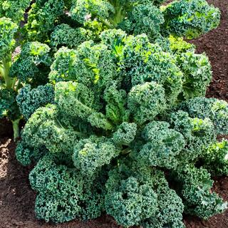 Bonnie Plants 1.19 qt. Curly Kale Live Plant 0090